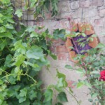 Baumscheibe_violett_Wand_fern-winkel Baumscheibe_violett_Wand_fern-winkel
